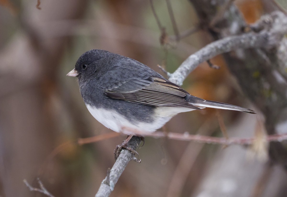 strnadec zimní - ML645573666