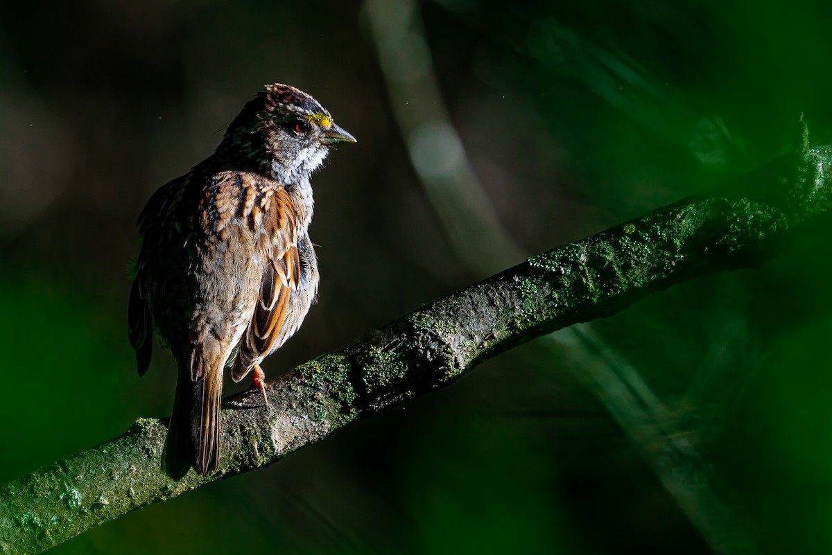 White-throated Sparrow - ML645573669