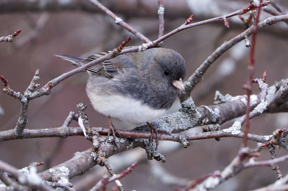 strnadec zimní - ML645573670