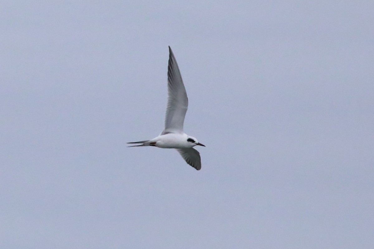 Forster's Tern - ML645573671