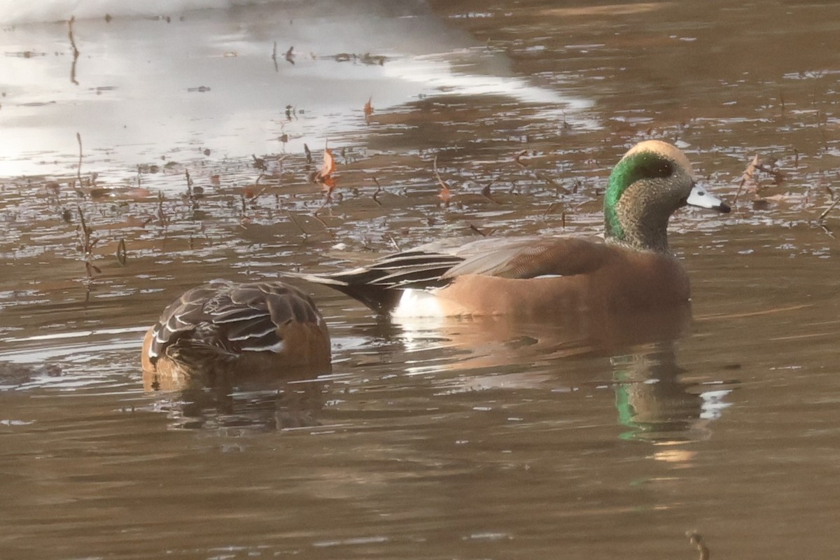 Свищ американський - ML645573672