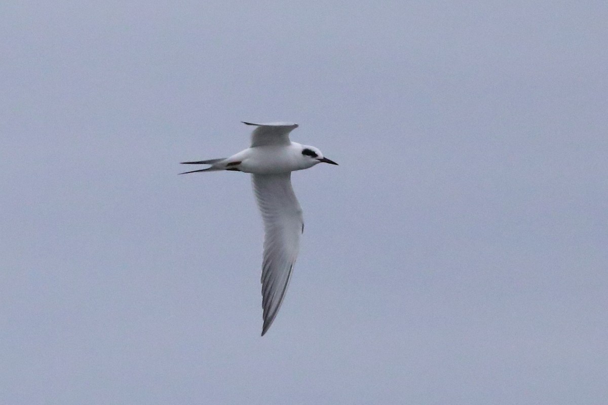Forster's Tern - ML645573673