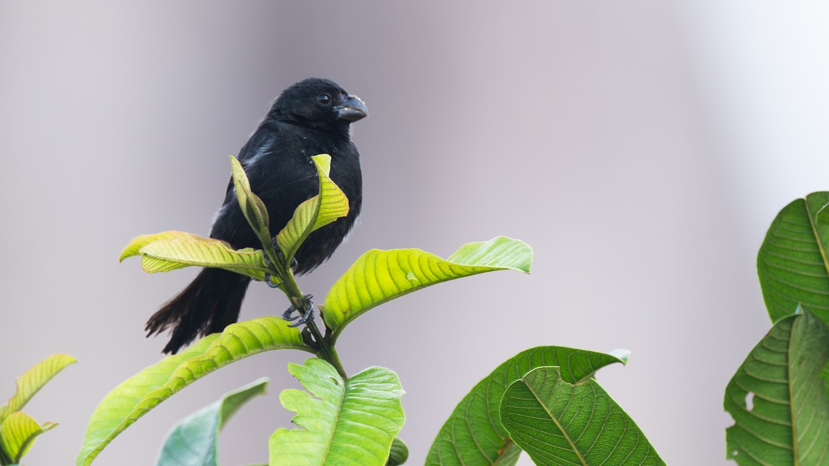 Variable Seedeater - ML645573676