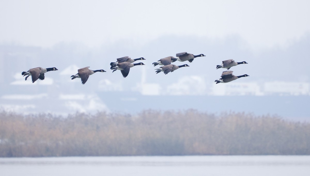 berneška velká - ML645573678