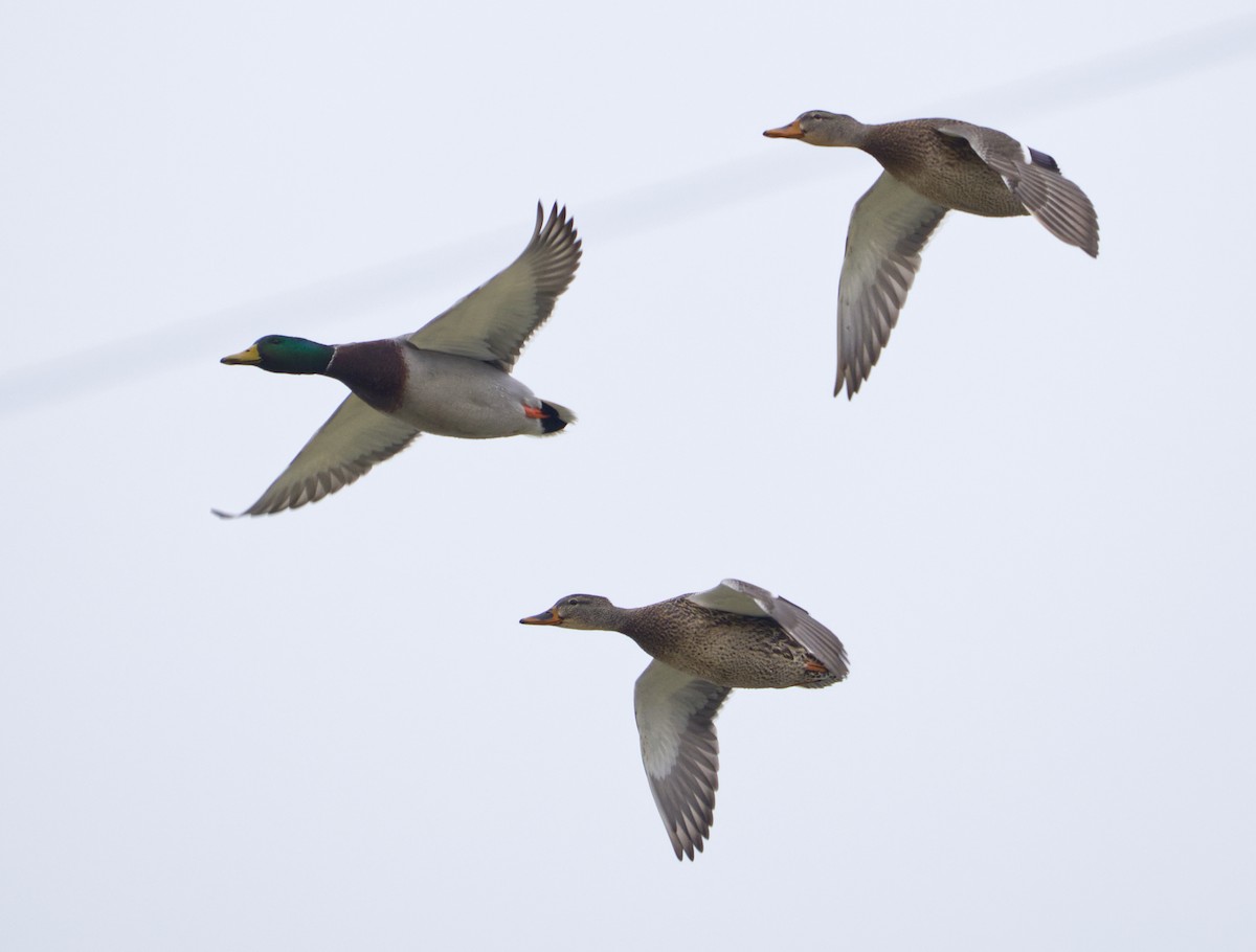 kachna divoká - ML645573682