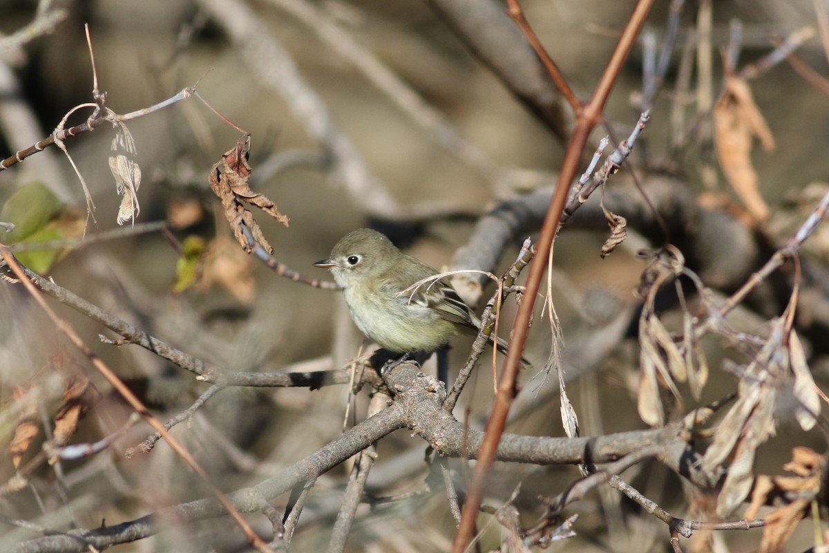 Least Flycatcher - ML645573687