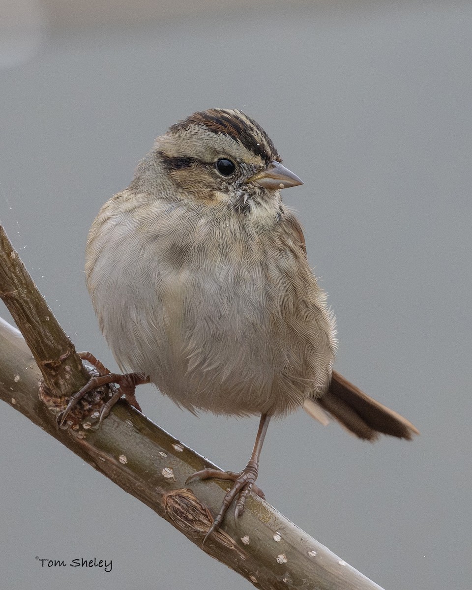 Swamp Sparrow - ML645573697