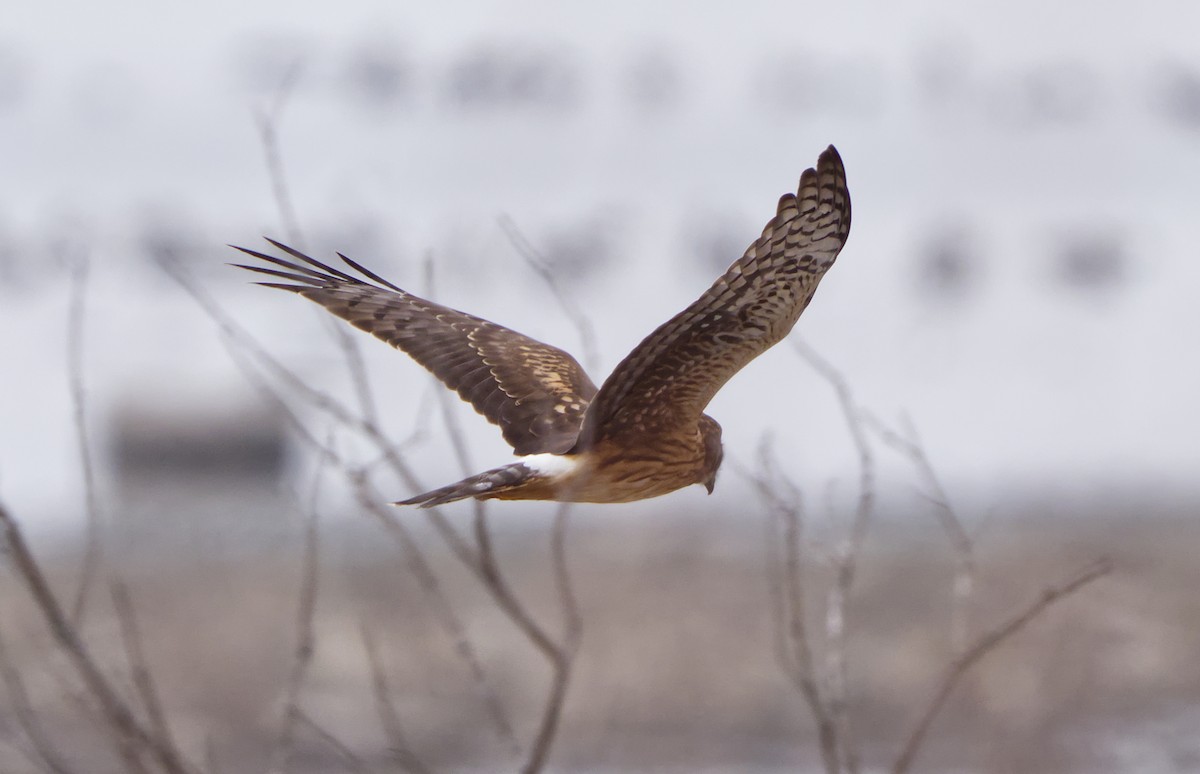 moták severoamerický - ML645573703