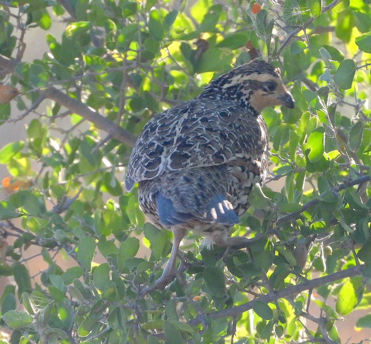 Northern Bobwhite - ML645573708