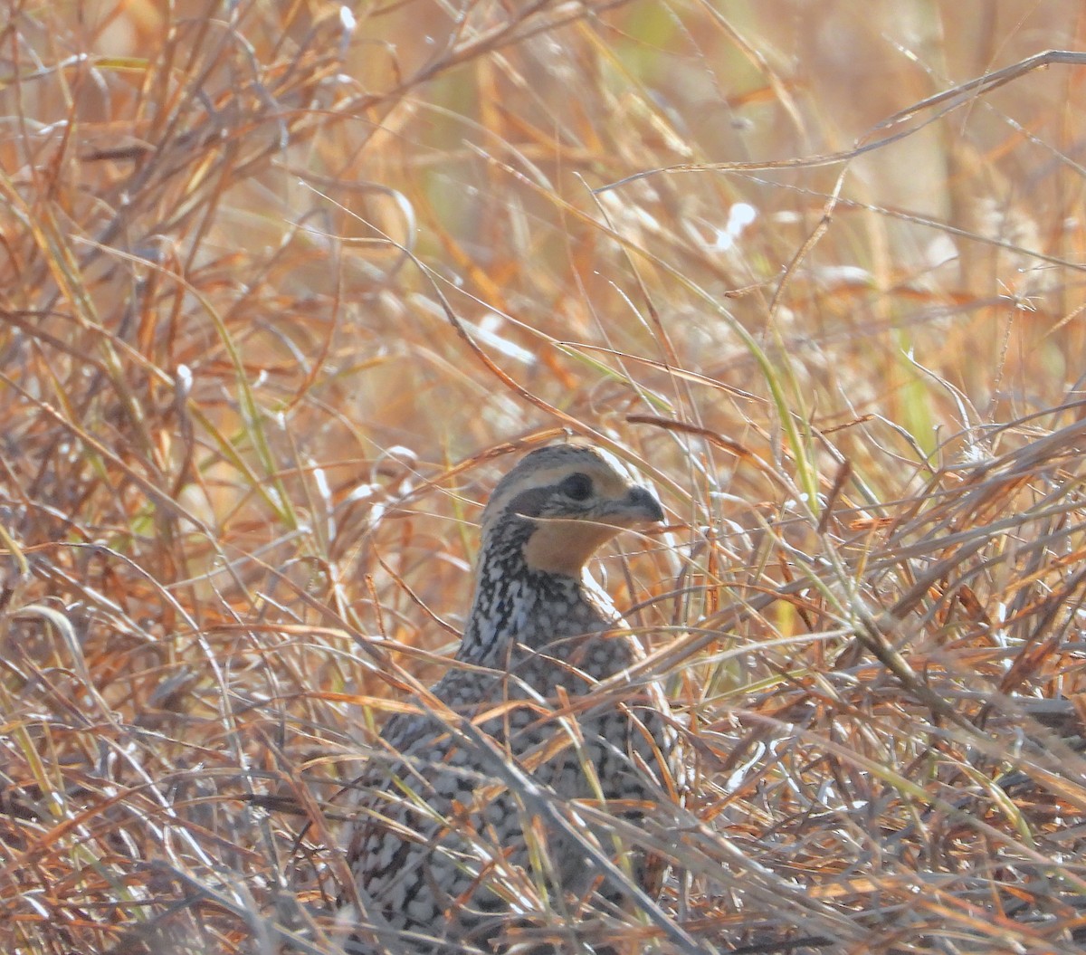 Northern Bobwhite - ML645573710