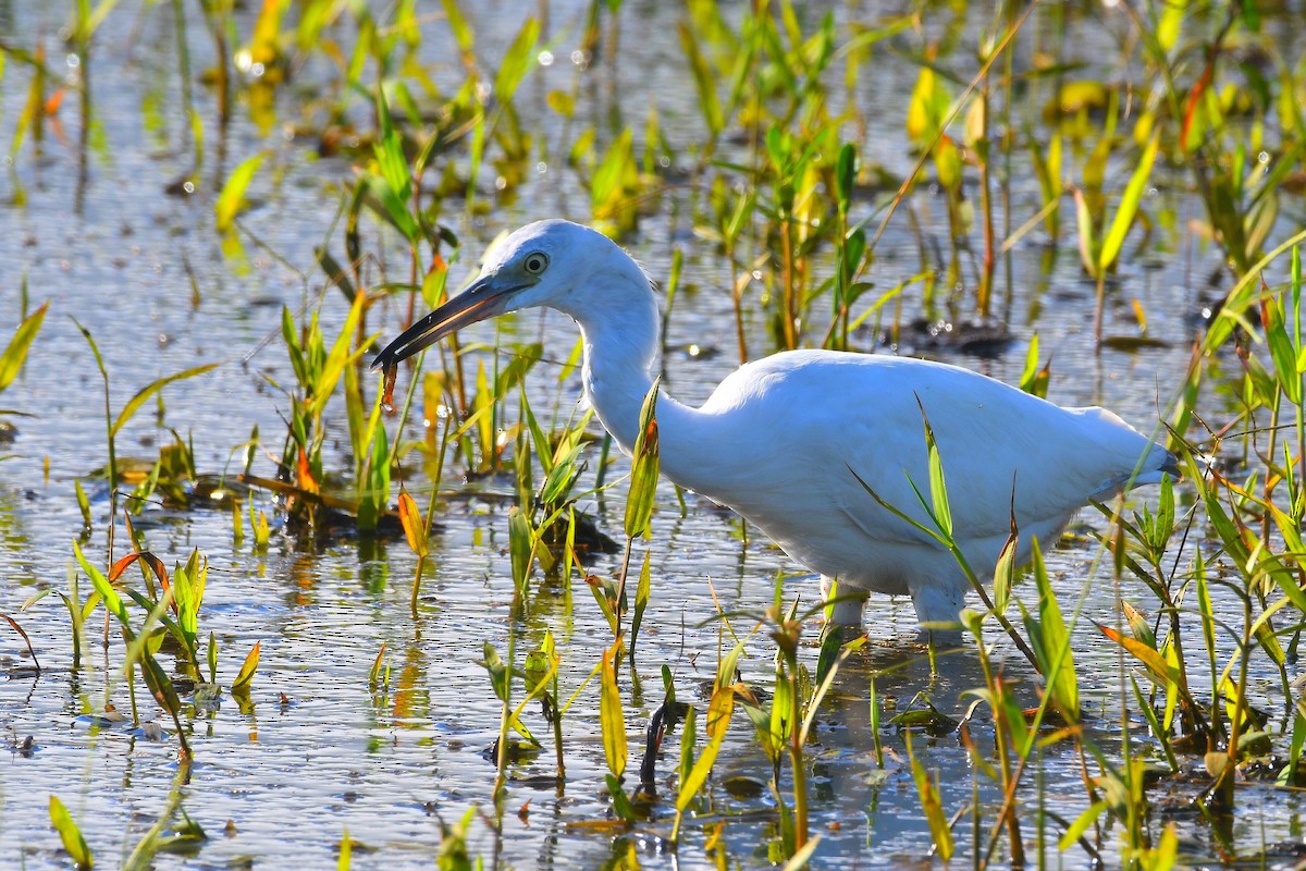 Little Blue Heron - ML645573711