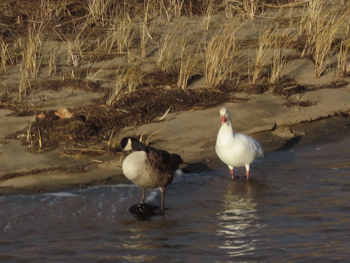 Snow Goose - ML645573712