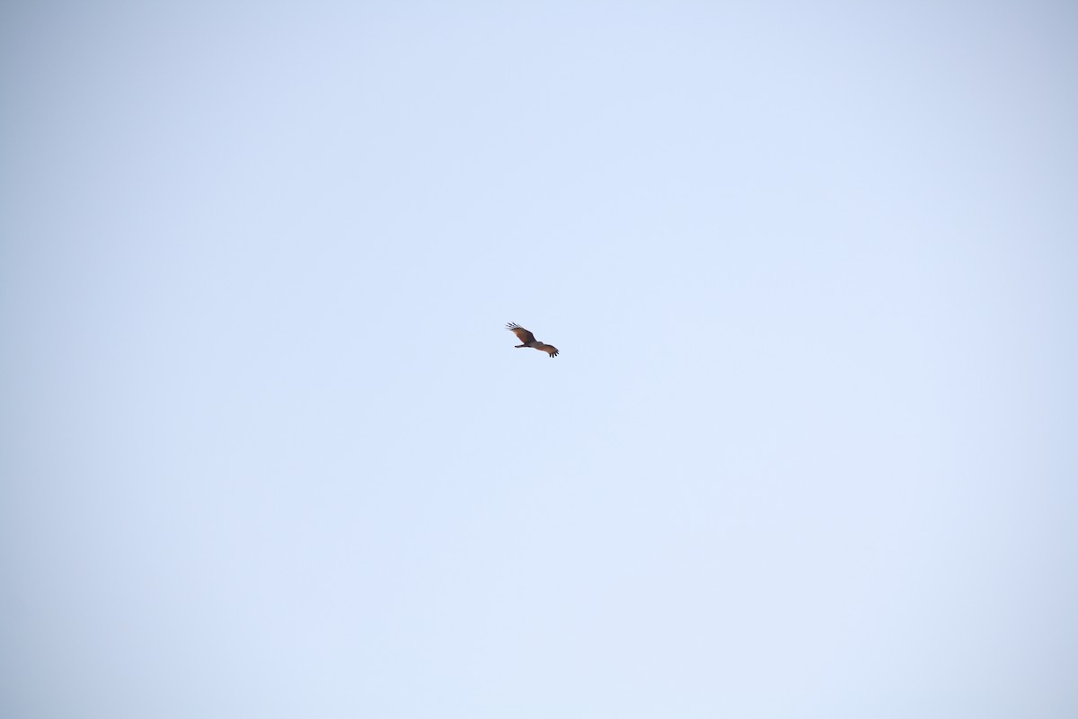 Brahminy Kite - ML645573713