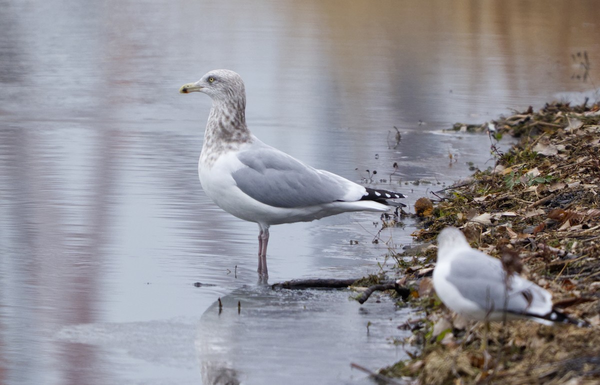 American Herring Gull - ML645573714
