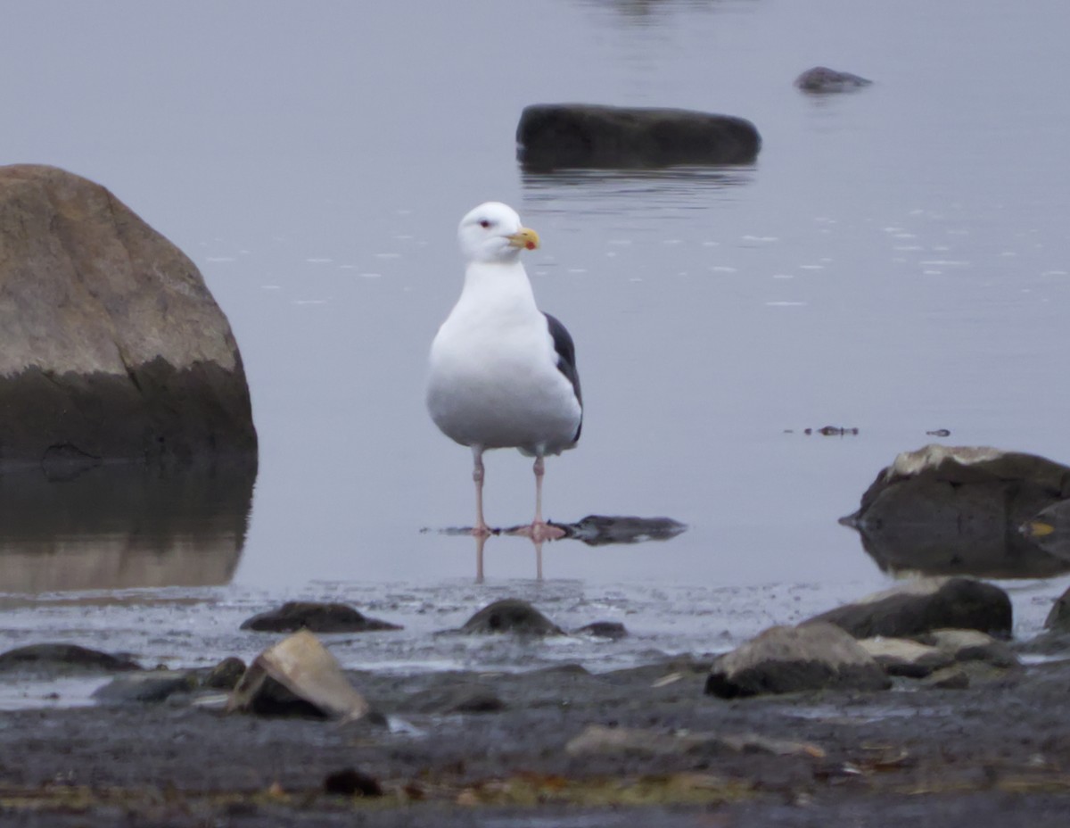 Great Black-backed Gull - ML645573715