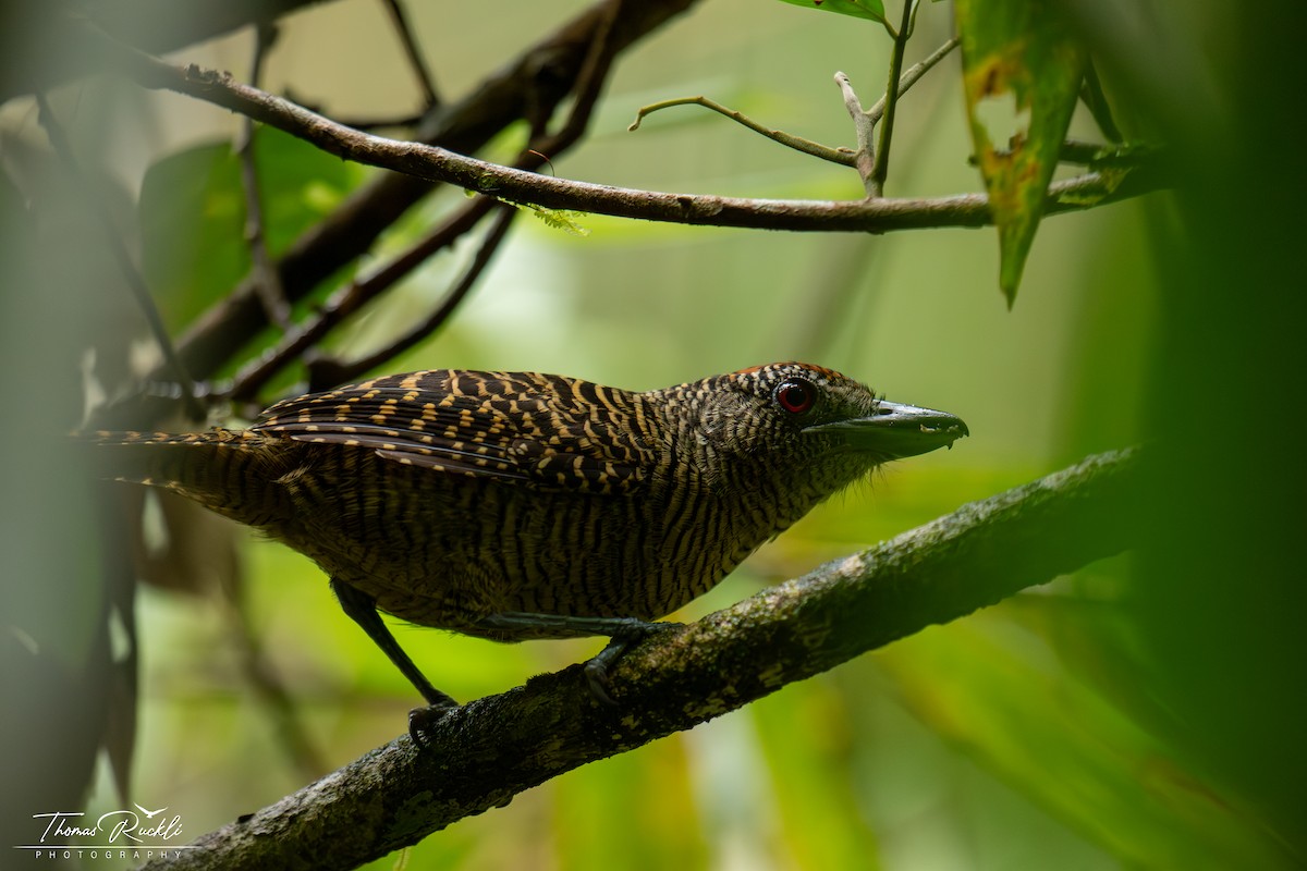 Fasciated Antshrike - ML645573716