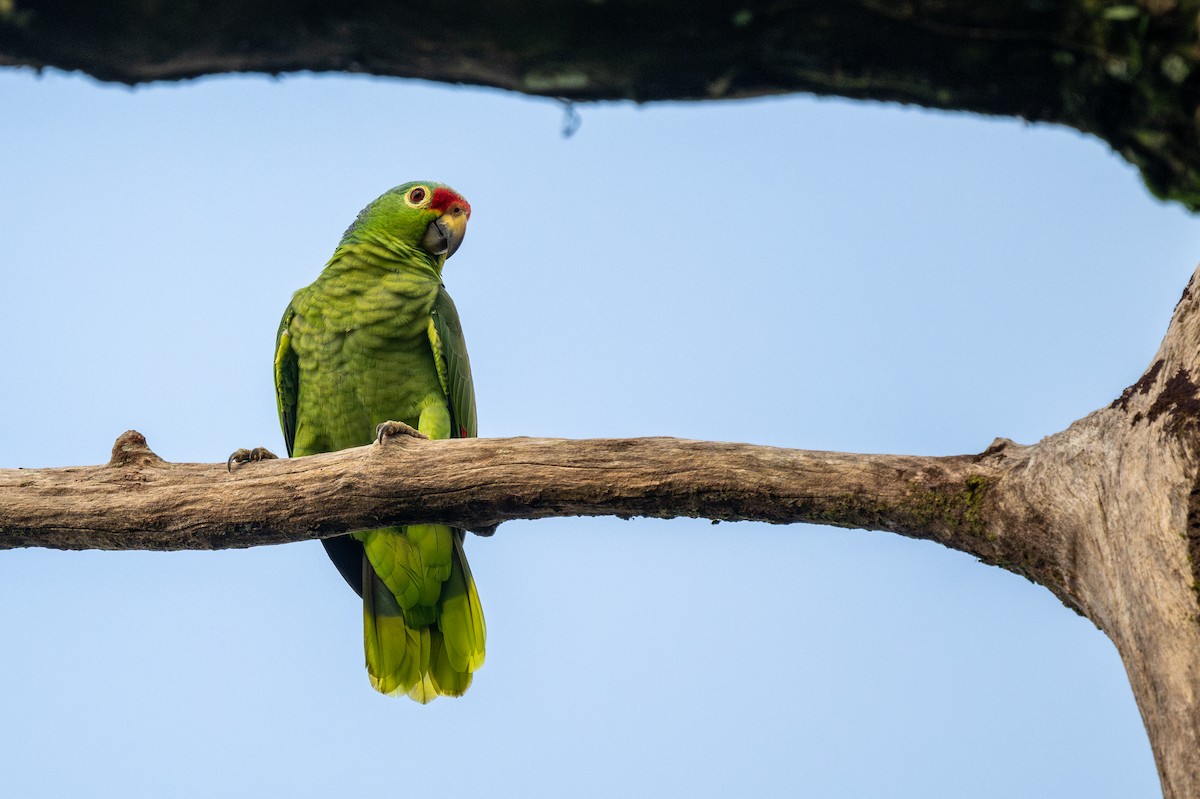 Red-lored Amazon - ML645573717