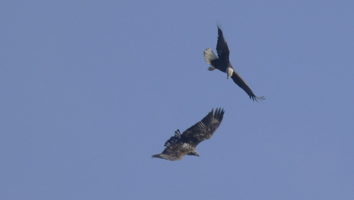 Bald Eagle - ML645573718