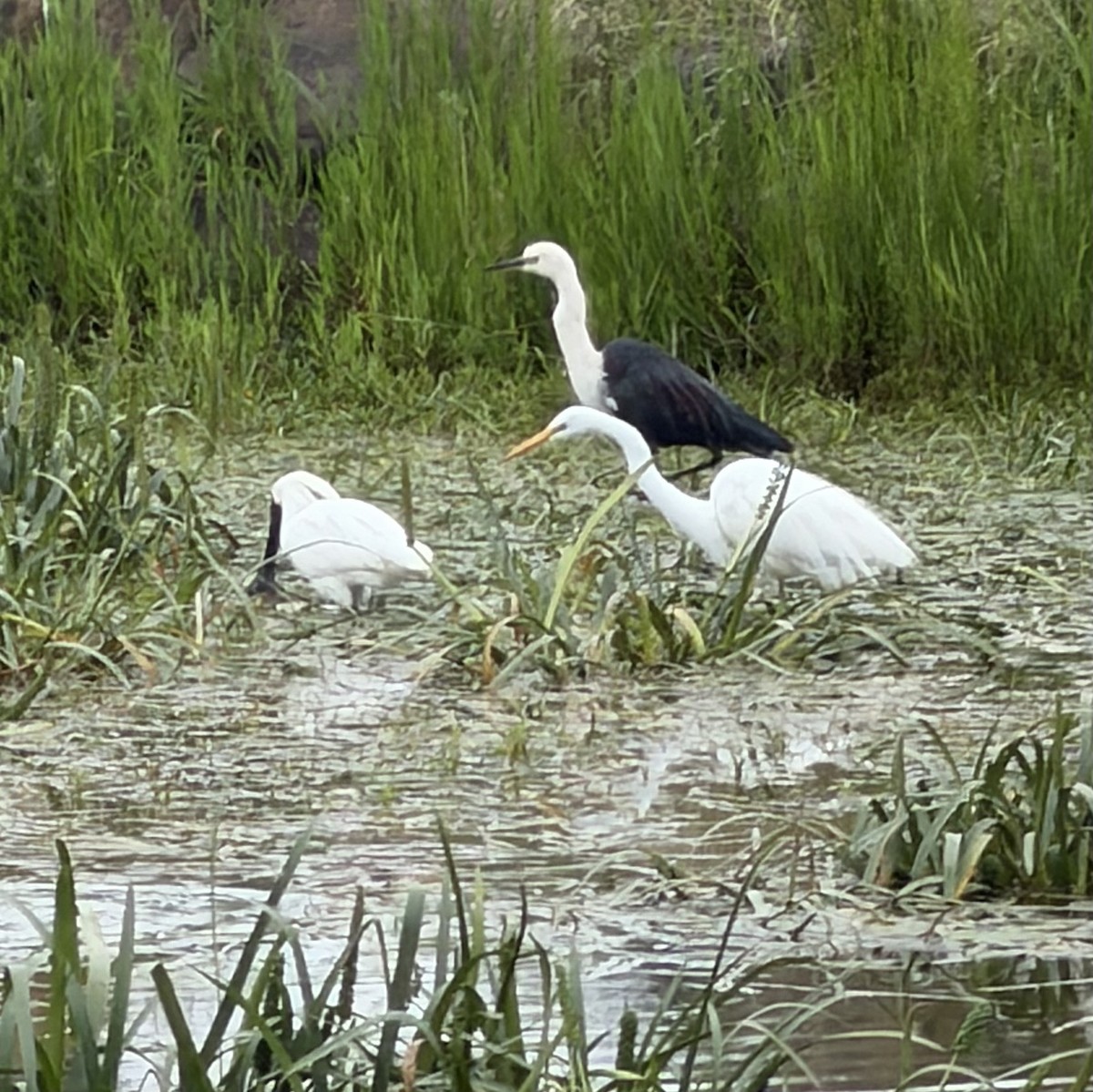 Pacific Heron - ML645573719