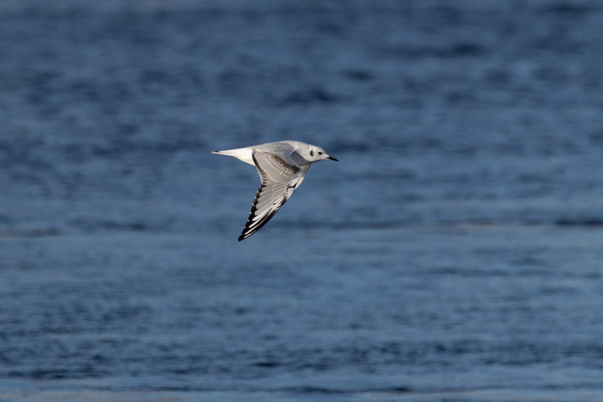 Bonaparte's Gull - ML645573720