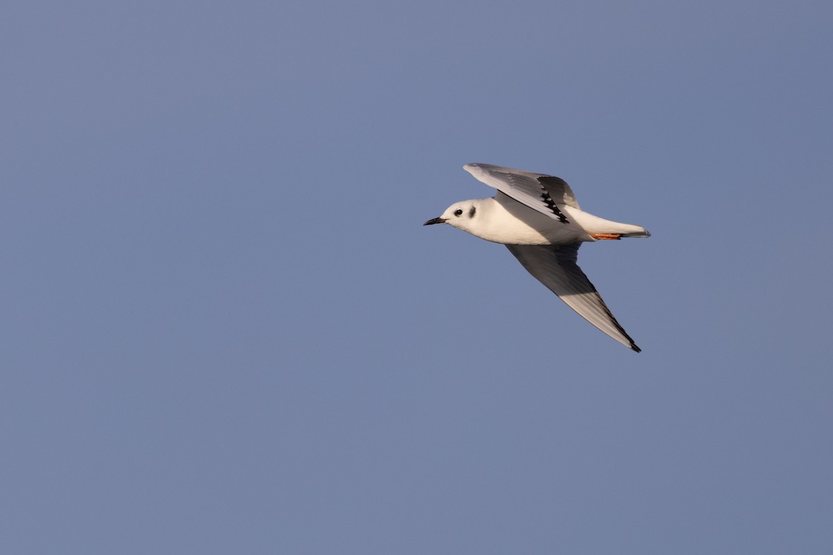 Bonaparte's Gull - ML645573721