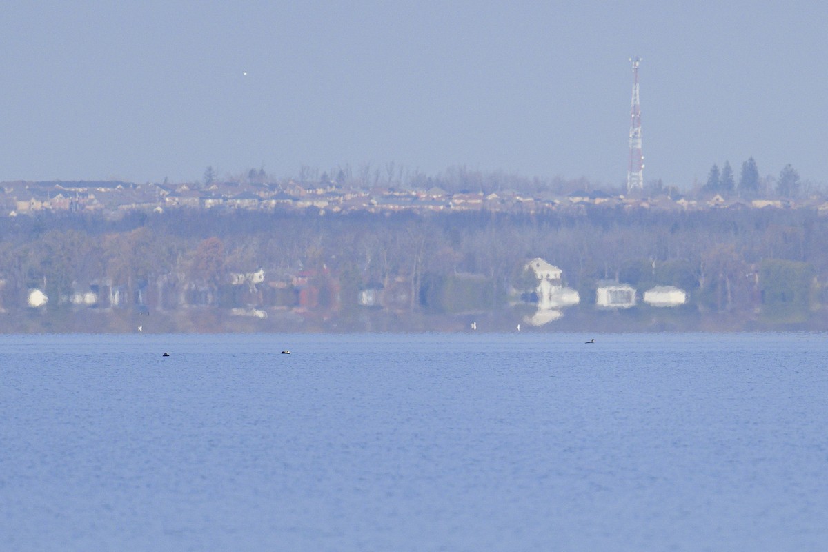 Common Loon - ML645573722