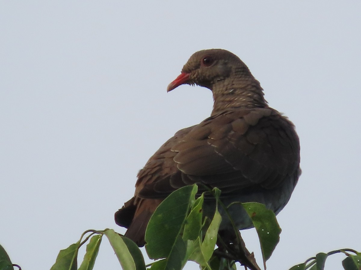Scaled Pigeon - ML645573725