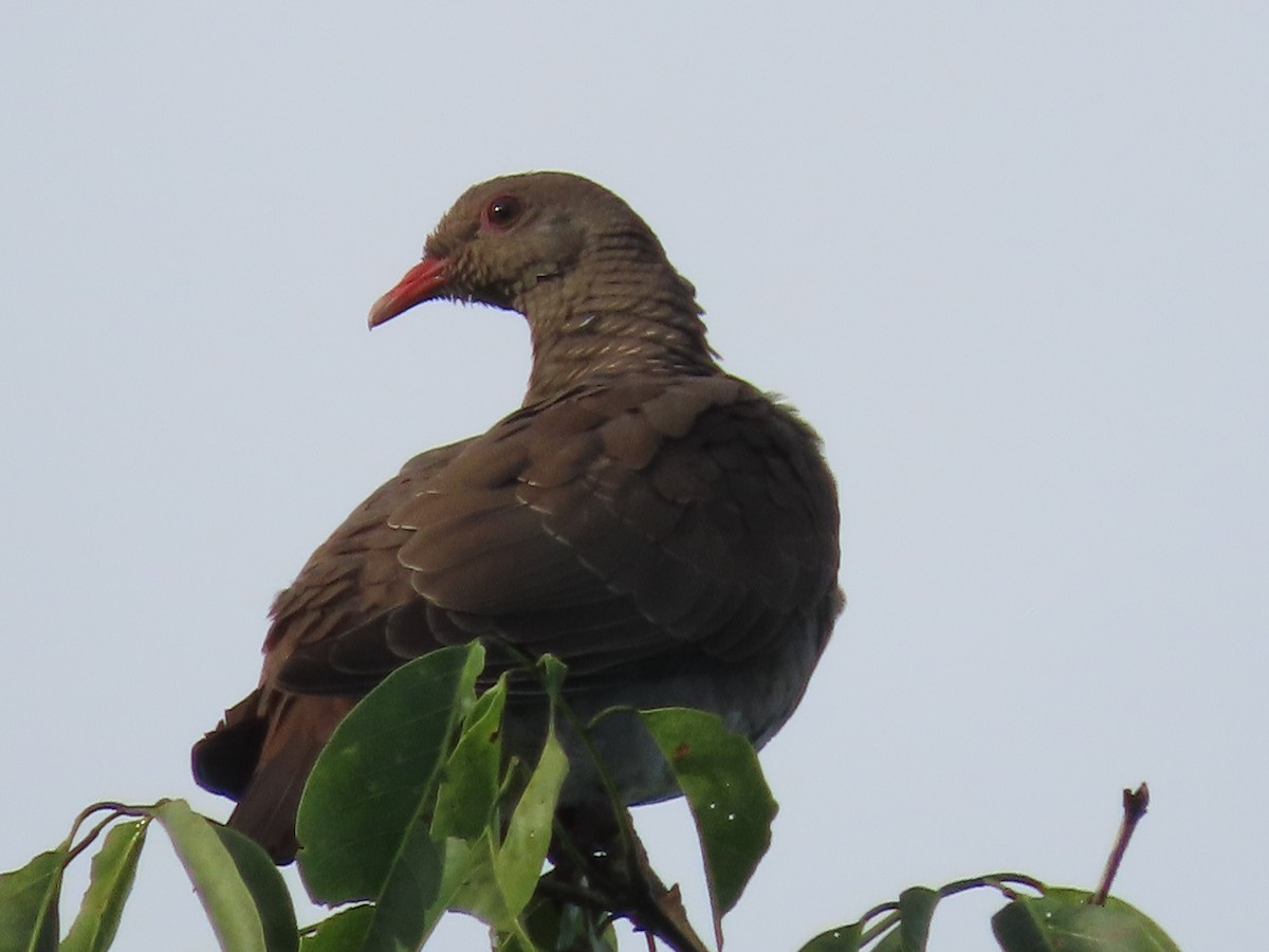 Scaled Pigeon - ML645573726