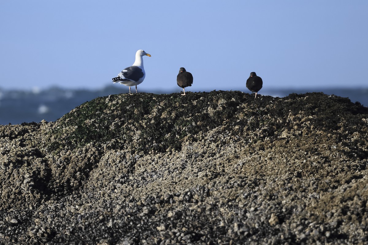Black Oystercatcher - ML645573727
