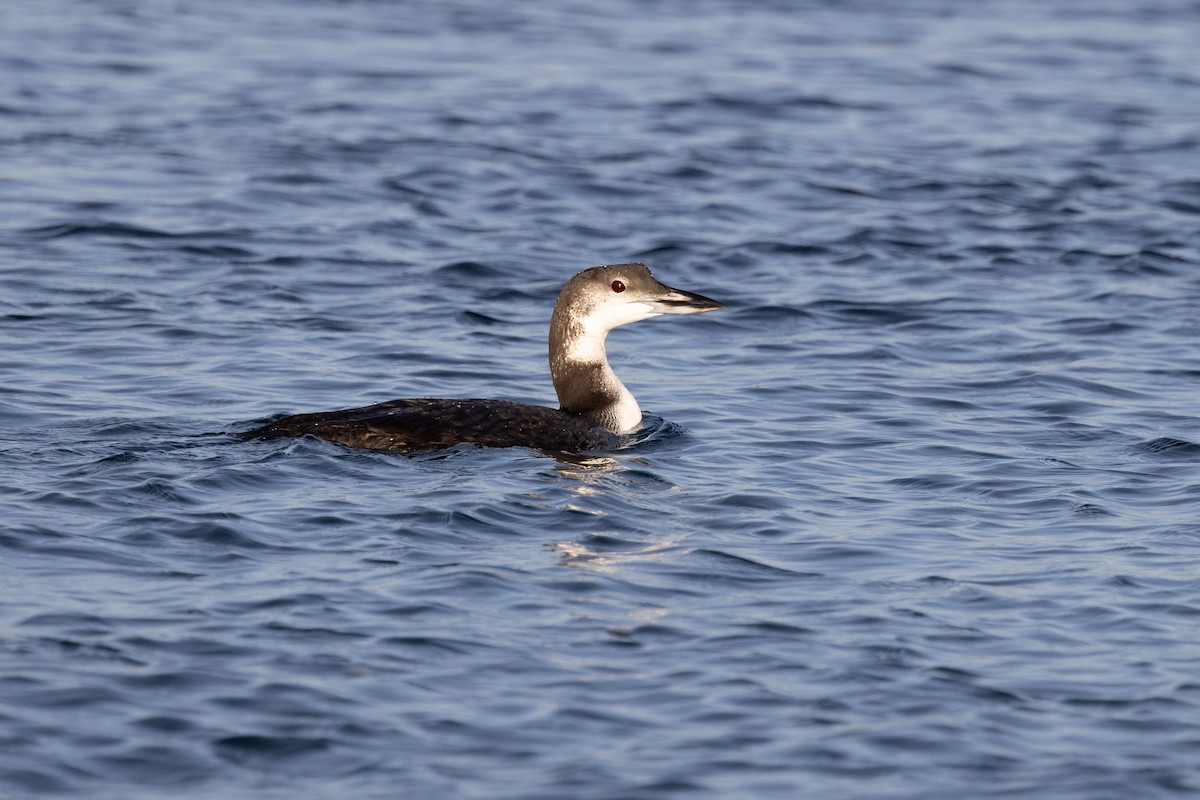 Common Loon - ML645573728