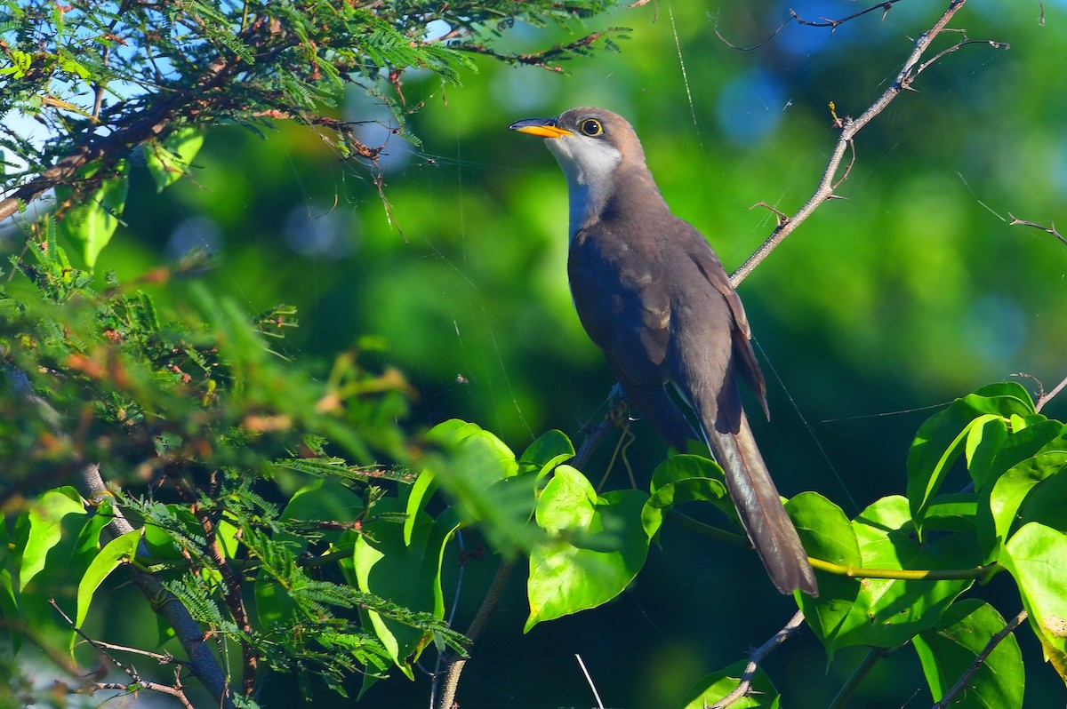 Yellow-billed Cuckoo - ML645573729