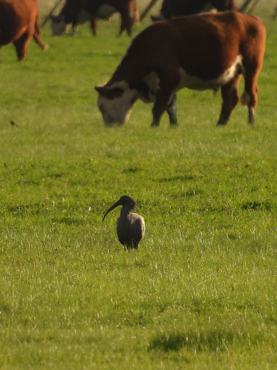 Plumbeous Ibis - ML645573730