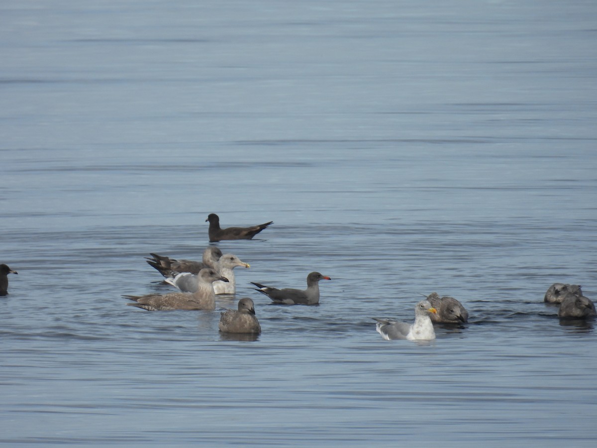 gull sp. - ML645573731