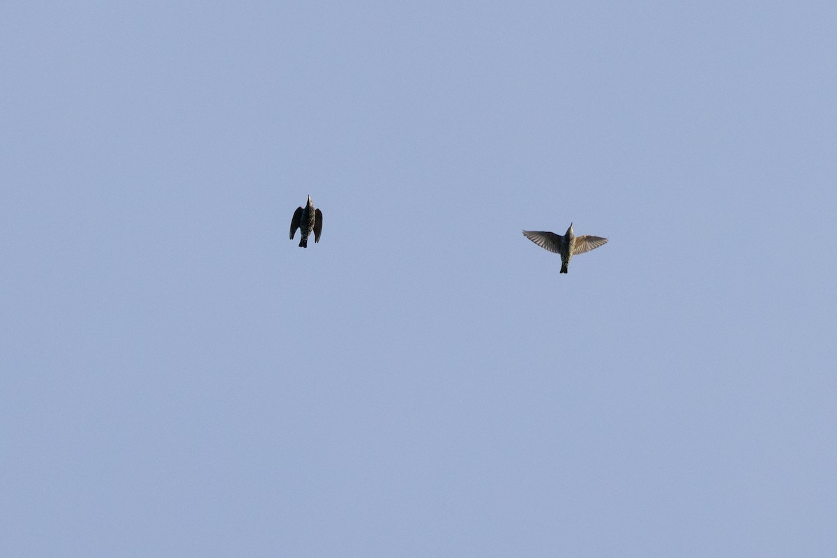 European Starling - ML645573732