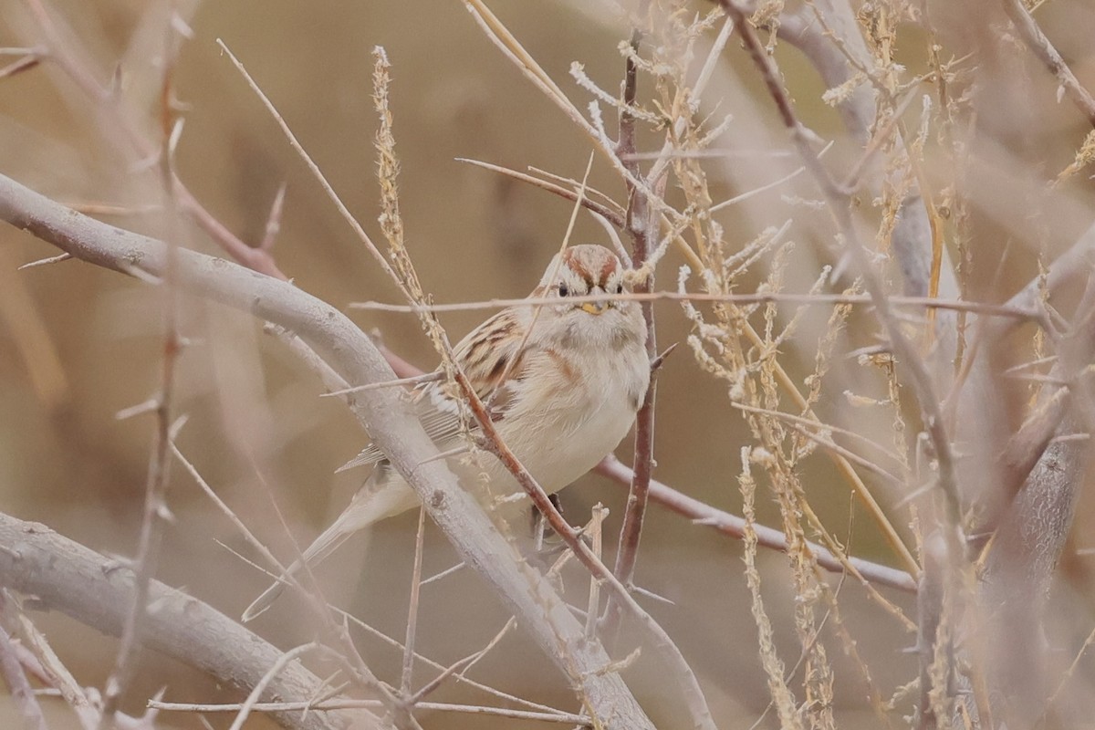 American Tree Sparrow - ML645573736