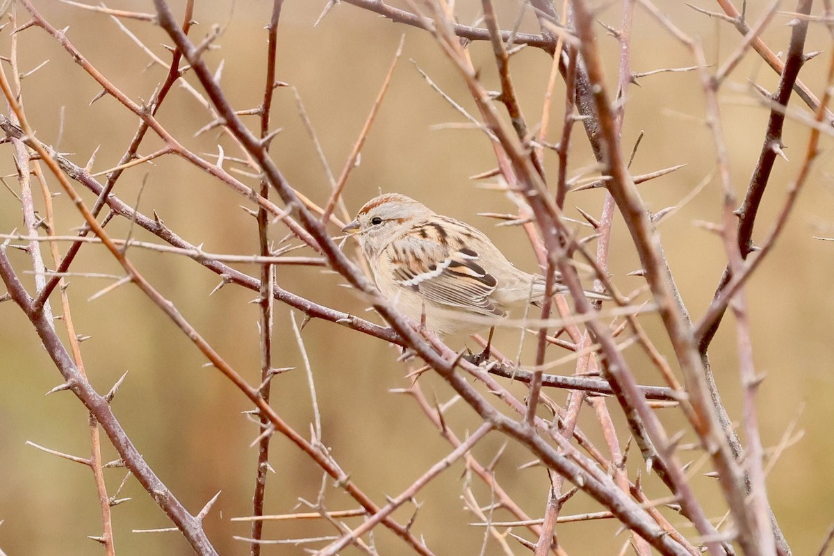 American Tree Sparrow - ML645573737