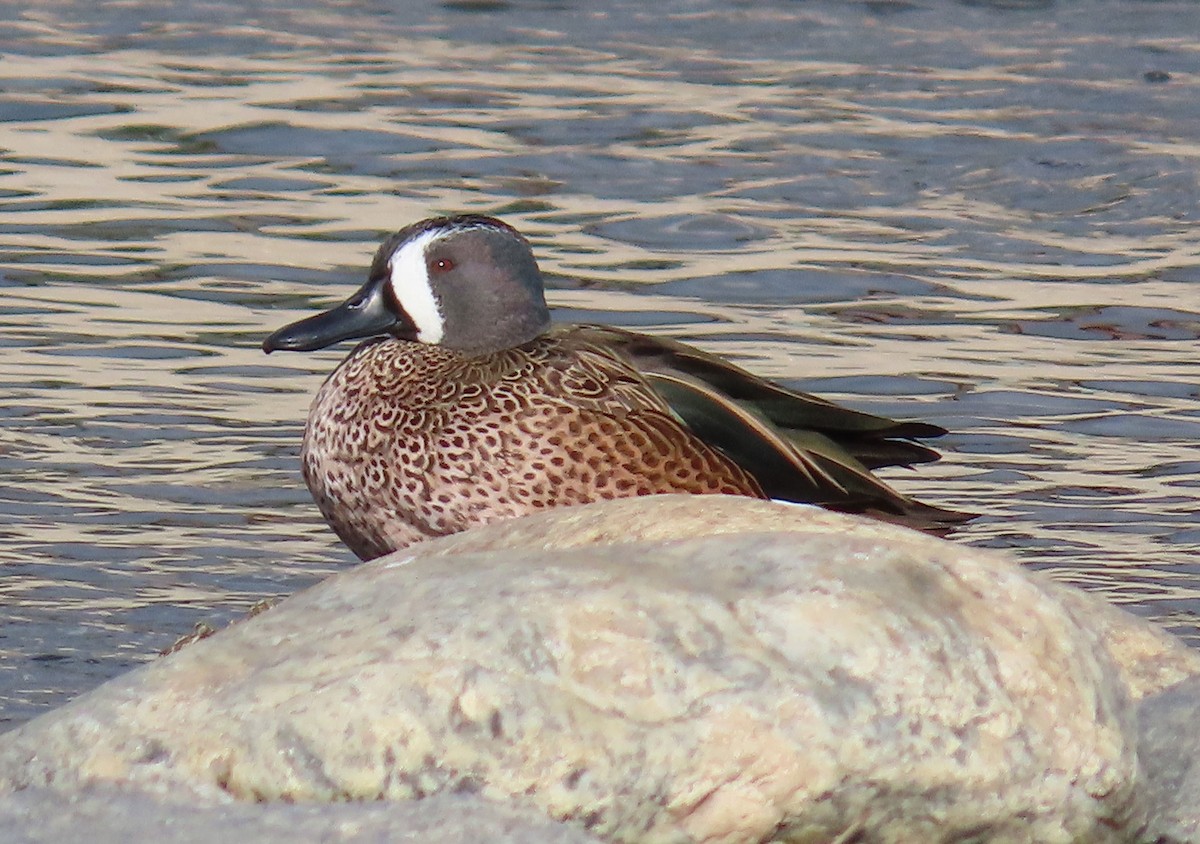 Blue-winged Teal - ML645573738