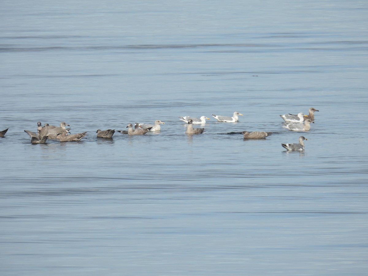 gull sp. - ML645573740