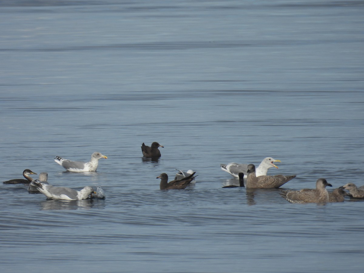 Red-necked Grebe - ML645573742