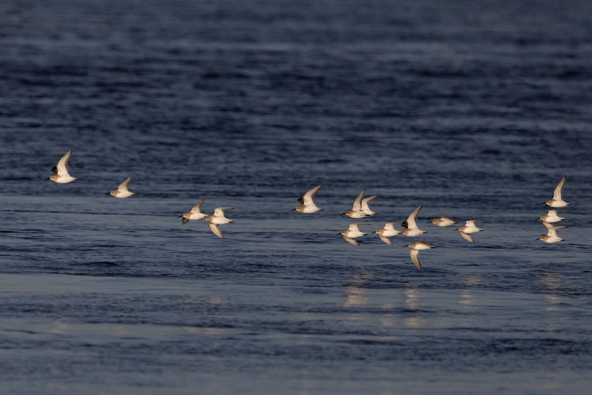 Dunlin - ML645573749