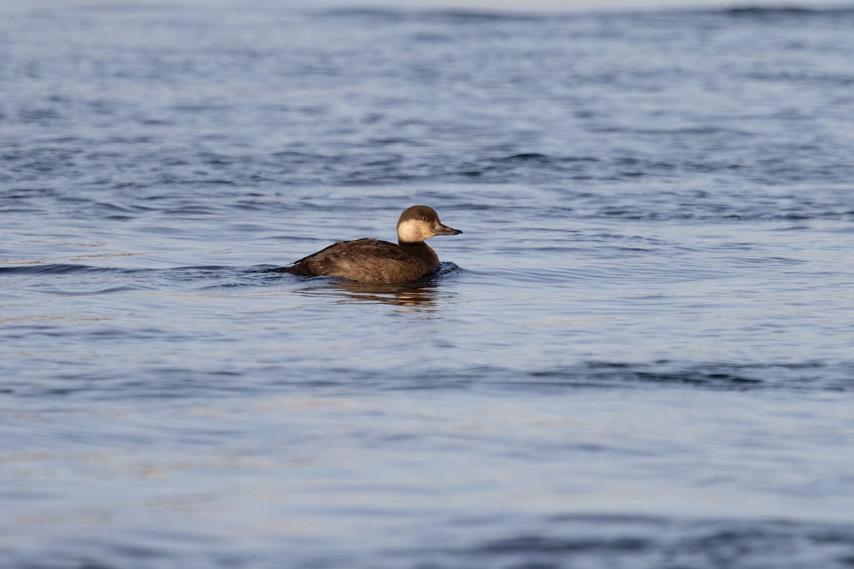 amerikasvartand - ML645573752