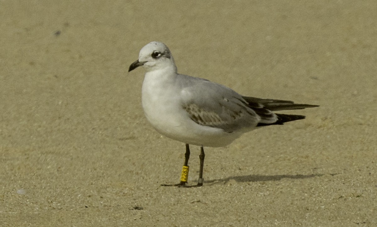 Mediterranean Gull - ML645573759