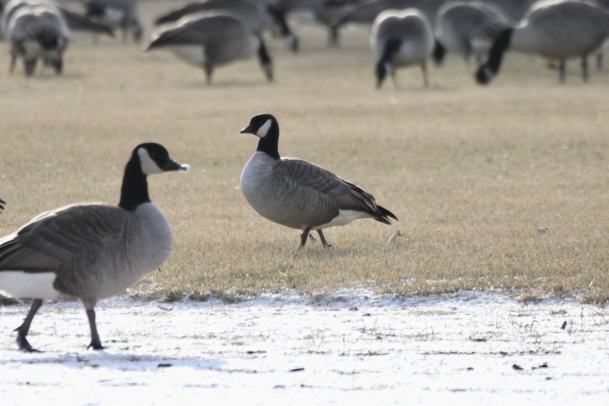 Cackling Goose (Richardson's) - ML645573760