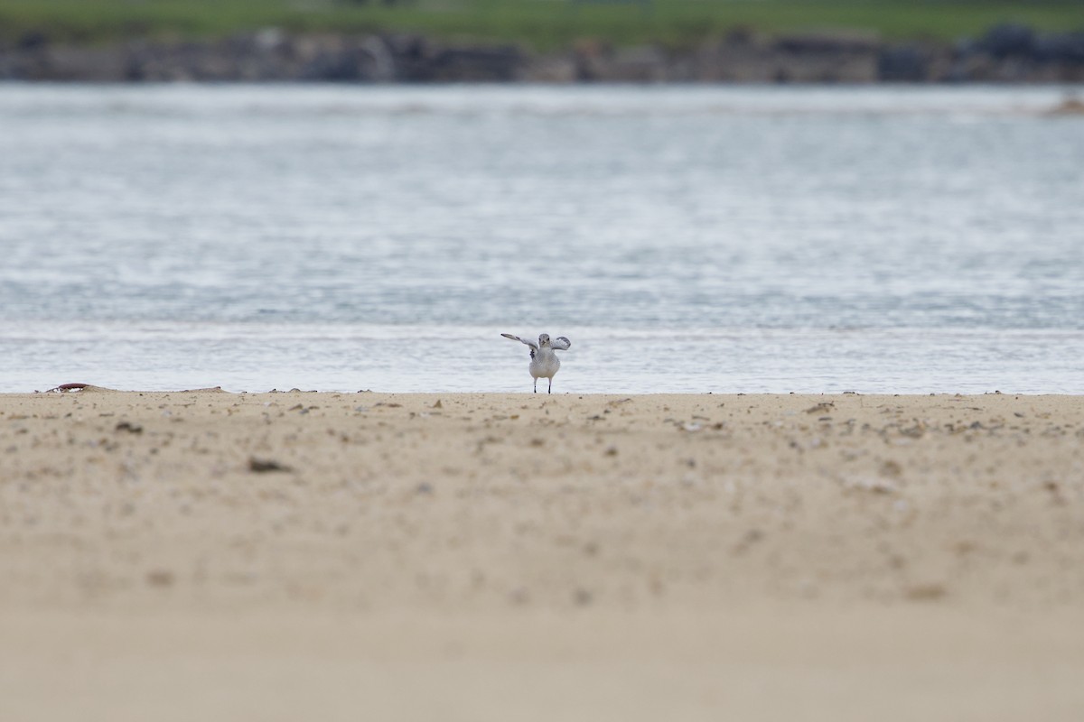 Black-bellied Plover - ML645573761