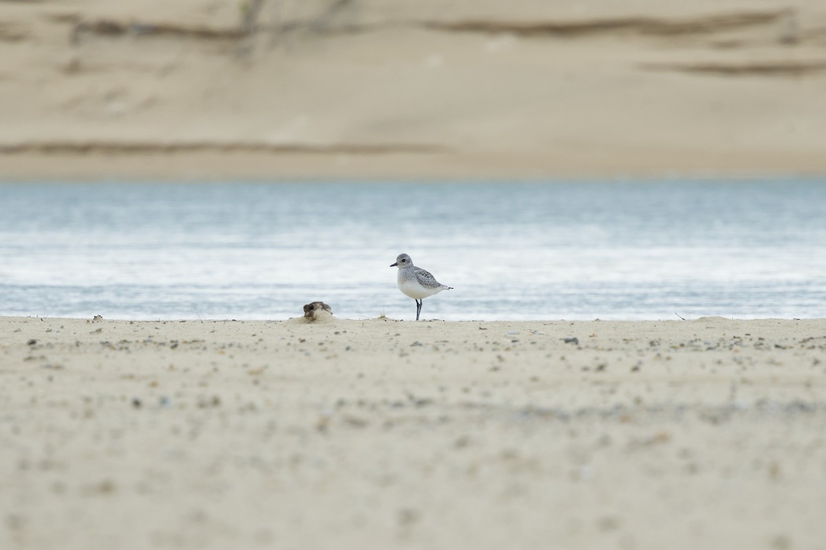 Black-bellied Plover - ML645573762