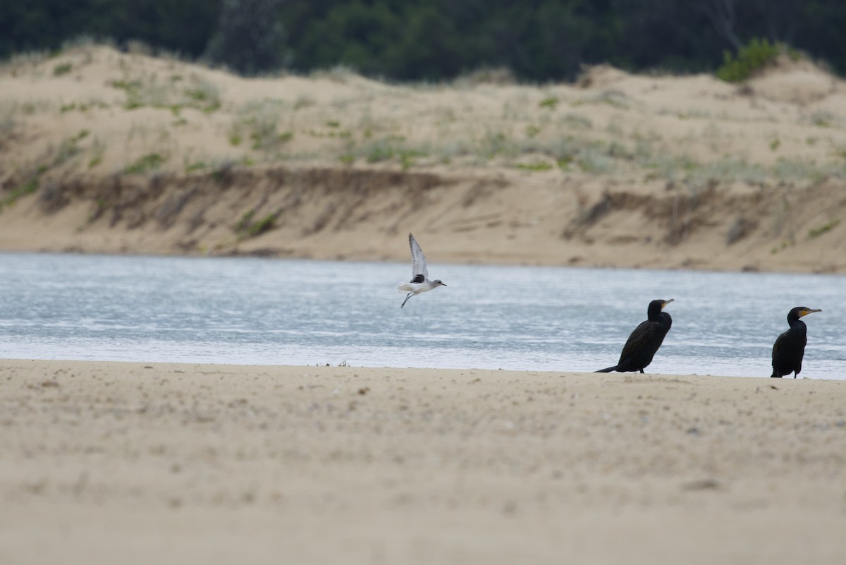 Black-bellied Plover - ML645573763
