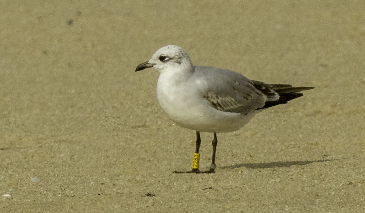 Mediterranean Gull - ML645573764
