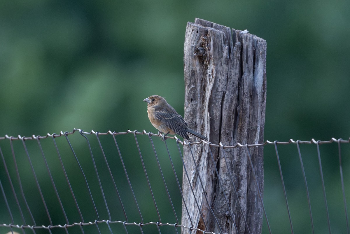 Blue Grosbeak - ML645573766