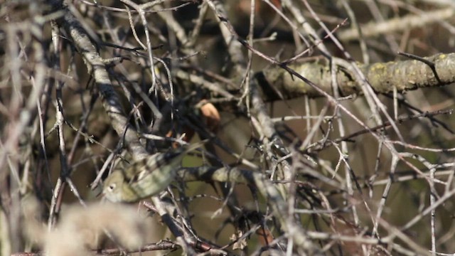 Піві-малюк сизий - ML645573768