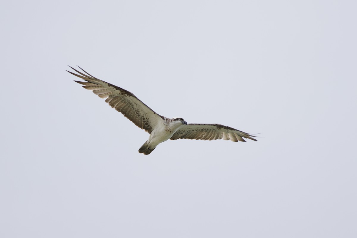 Osprey - ML645573769